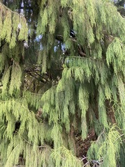 Dacrydium cupressinum