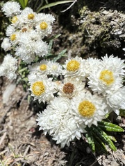 Anaphalis morrisonicola