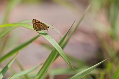 Taractrocera ceramas