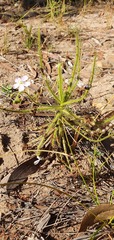Drosera finlaysoniana