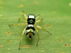 Phintella vittata