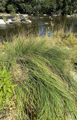 Carex nudata