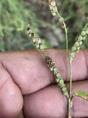 Sphyrocoris obliquus