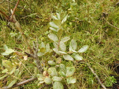 Salix hookeriana