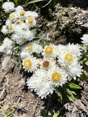 Anaphalis morrisonicola