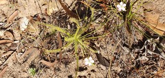 Drosera finlaysoniana