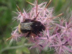 Bombus
