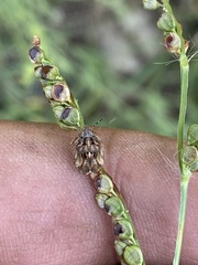 Sphyrocoris obliquus