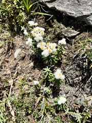 Anaphalis morrisonicola