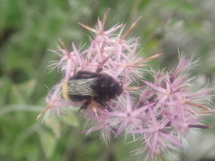 Bombus