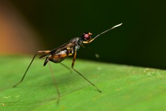 Micropezidae