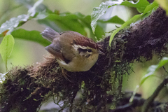 Schoeniparus castaneceps