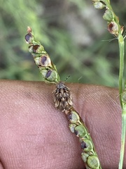 Sphyrocoris obliquus
