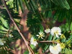 Acaciella angustissima