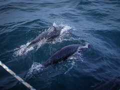 Sagmatias obliquidens