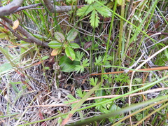 Ligusticum apiifolium