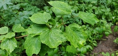 Viburnum edule