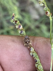 Sphyrocoris obliquus