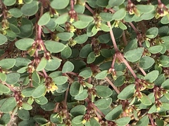 Euphorbia pondii