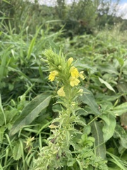 Bellardia viscosa