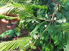 Acaciella angustissima