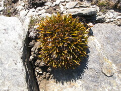 Aciphylla simplex