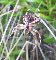 Araneus trifolium