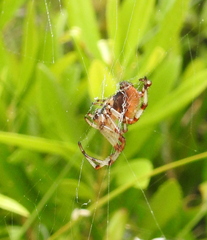 Araneus trifolium