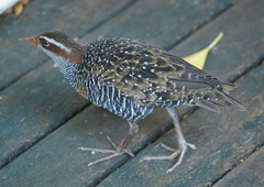 Gallirallus philippensis