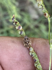 Sphyrocoris obliquus