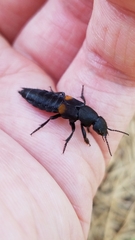 Platydracus fossator