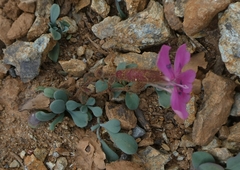 Saponaria cypria