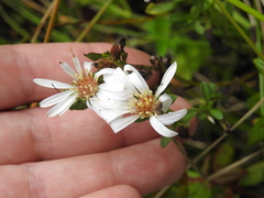 Symphyotrichum chilense