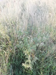 Atriplex tatarica