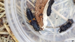 Platydracus fossator