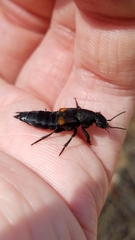Platydracus fossator