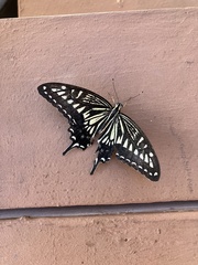 Papilio xuthus