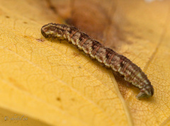 Gymnoscelis rufifasciata