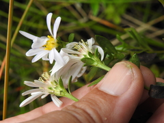 Symphyotrichum chilense