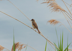 Acrocephalus agricola
