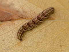 Gymnoscelis rufifasciata