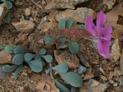 Saponaria cypria