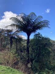 Cyathea medullaris