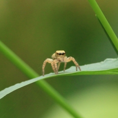 Carrhotus