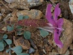 Saponaria cypria