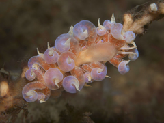 Phyllodesmium poindimiei