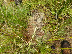 Leporidae