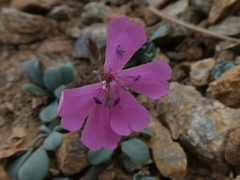 Saponaria cypria