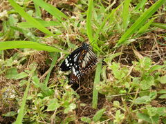 Danaus affinis affinis
