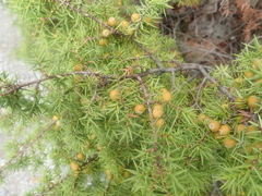 Juniperus deltoides